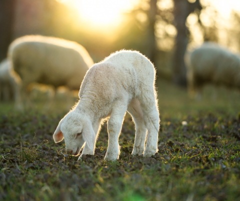 Roadside Grazing and Tethering