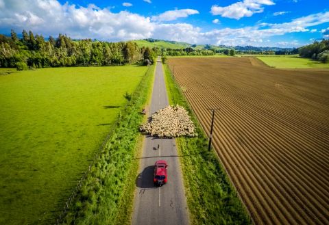 Stock on Roads and Stock Underpasses