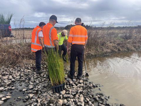 Planting of Manawatū Wastewater Treatment Plant wetland